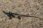 galapagos marine iguanas 