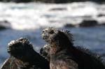 galapagos marine iguanas 