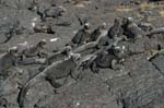 galapagos marine iguanas 