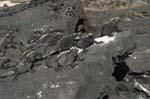 galapagos marine iguanas 