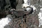 galapagos marine iguanas 