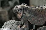 galapagos marine iguanas 