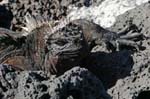 galapagos marine iguanas 