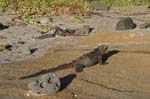 galapagos marine iguanas 