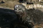 galapagos marine iguanas 