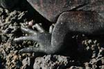 galapagos marine iguanas  foot