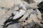 galapagos masked boobies 