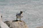 galapagos masked boobies 