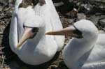 galapagos masked boobies 