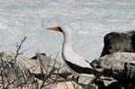 galapagos masked boobies 