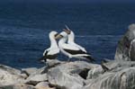 galapagos masked boobies 