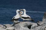 galapagos masked boobies 