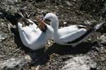 galapagos masked boobies 