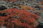 galapagos plants 