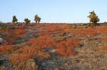 galapagos plants 