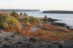 galapagos plants 