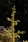 galapagos plants 