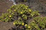 galapagos plants 