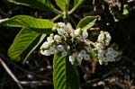 galapagos plants 