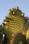 galapagos plants 