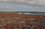 galapagos plaza sur island 