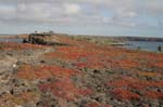 galapagos plaza sur island 