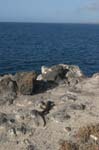 galapagos plaza sur island 