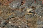 galapagos plaza sur island 