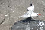 galapagos redbilled tropicbird 