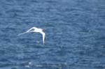 galapagos redbilled tropicbird 