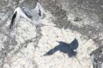 galapagos redbilled tropicbird 