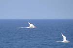 galapagos redbilled tropicbird 