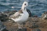 galapagos sanderling 