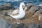 galapagos sanderling 