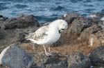 galapagos sanderling 