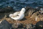 galapagos sanderling 