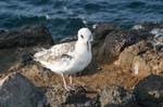 galapagos sanderling 