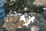 galapagos sanderling 