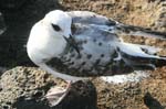 galapagos sanderling 