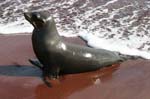 galapagos sea lion  Isla Rábida