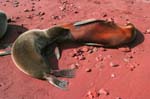 galapagos sea lion  Isla Rábida