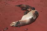 galapagos sea lion  Isla Rábida