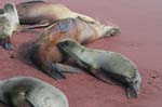 galapagos sea lion  Isla Rábida