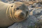 galapagos sea lion  Isla Plaza Sur