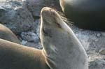 galapagos sea lion  Isla Plaza Sur