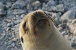 galapagos sea lion  Isla Plaza Sur