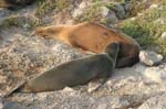 galapagos sea lion  Isla Plaza Sur