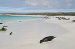 galapagos sea lion  Isla Santa Fe