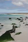 galapagos sea lion  Isla Santa Fe