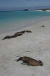 galapagos sea lion  Isla Santa Fe